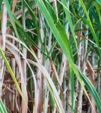 Nikunj Dhaba Special Leaf Tea: Unveiling India`s No.1 Tea Brand