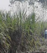 Navigating Challenges in the Sugarcane Industry: Toward Sustainable Solutions